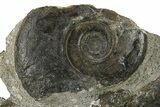 Plate of Devonian Ammonite & Cephalopod Fossils - Morocco #291030-2